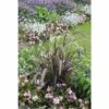 Rotes Lampenputzergras FloraSelf Pennisetum Advena 'Summer Samba' H 20-50 Cm Co 6 L -Hornbach Gartenmarkt DV 8 8374986 01 4c DE 20210113114651