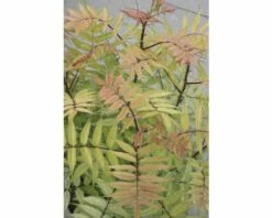 Niedrige Fiederspiere FloraSelf Sorbaria Sorbifolia 'Sem' H 30-60 Cm Co 4 L -Hornbach Gartenmarkt DV 8 8389594 02 4c DE 20150519180629