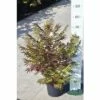 Niedrige Fiederspiere FloraSelf Sorbaria Sorbifolia 'Sem' H 30-60 Cm Co 4 L -Hornbach Gartenmarkt DV 8 8389594 03 4c DE 20150519180951