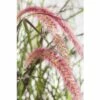 Rotes Lampenputzergras FloraSelf Pennisetum Advena 'Summer Samba' H 20-40 Cm Co 3 L -Hornbach Gartenmarkt DV 8 8421174 01 4c DE 20180209001725