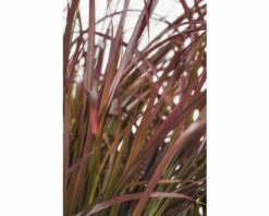Rotes Lampenputzergras FloraSelf Pennisetum Advena 'Summer Samba' H 10-20 Cm Ø 14 Cm Topf -Hornbach Gartenmarkt DV 8 8421174 02 4c DE 20210113114751 2