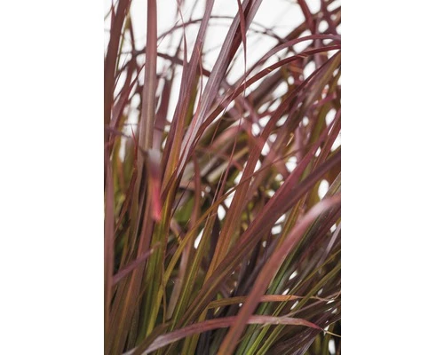 Rotes Lampenputzergras FloraSelf Pennisetum Advena 'Summer Samba' H 20-50 Cm Co 6 L 5 Rotes Lampenputzergras FloraSelf Pennisetum Advena 'Summer Samba' H 20-50 Cm Co 6 L – Bild 3