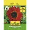 Sonnenblume 'Samtkönigin' FloraSelf Samenfestes Saatgut Blumensamen -Hornbach Gartenmarkt DV 8 8488974 01 4c AT 20190417091919