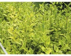 Gold-Liguster XXL FloraSelf Ligustrum Ovalifolium 'Aureum' H 100-125 Cm Co 15 L -Hornbach Gartenmarkt DV 8 8512788 01 4c DE 20201209111800
