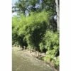 Zebrabambus FloraSelf Fargesia Robusta 'Campbell' H 80-100 Cm Co 7,5 L -Hornbach Gartenmarkt DV 8 8519057 02 4c DE 20140208003659