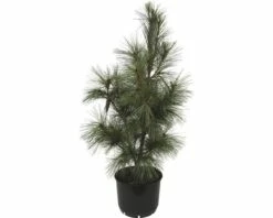 Tränen-Kiefer FloraSelf Pinus Wallichiana 'Densa Hill' H 80-100 Cm Co 10 L 8 Tränen-Kiefer FloraSelf Pinus Wallichiana 'Densa Hill' H 80-100 Cm Co 10 L -Hornbach Gartenmarkt DV 8 8519063 01 4c DE 20140211020143