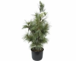 Tränen-Kiefer FloraSelf Pinus Wallichiana 'Densa Hill' H 80-100 Cm Co 10 L