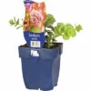 Siebold-Fetthenne FloraSelf Sedum Sieboldii H 3-5 Cm Co 0,5 L -Hornbach Gartenmarkt DV 8 8532298 01 4c DE 20220402214656