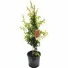 Zierquitte FloraSelf Chaenomeles Speciosa 'Hot Fire' H 60-80 Cm Co 5 L