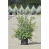 Japanische Strauchspiere FloraSelf Spiraea Nipponica 'Snowmound' H 50-60 Cm Co 4 L 2 Japanische Strauchspiere FloraSelf Spiraea Nipponica 'Snowmound' H 50-60 Cm Co 4 L -Hornbach Gartenmarkt DV 8 8547430 01 4c DE 20150519183720