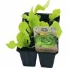 Kopfsalat FloraSelf Bio Letuca Sativa Ø 6 Cm Topf 6 Stk -Hornbach Gartenmarkt DV 8 8554933 01 4c DE 20190417211658
