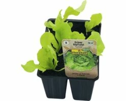 Kopfsalat FloraSelf Bio Letuca Sativa Ø 6 Cm Topf 6 Stk