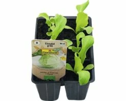 Bio Eissalat FloraSelf Floralie Gärtnern Mit Kids 6-er Schale