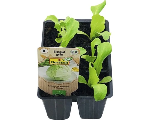 Bio Eissalat FloraSelf Floralie Gärtnern Mit Kids 6-er Schale 3 Bio Eissalat FloraSelf Floralie Gärtnern Mit Kids 6-er Schale
