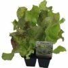 Bataviasalat FloraSelf Bio Letuca Sativa Ø 6 Cm Topf 6 Stk -Hornbach Gartenmarkt DV 8 8554937 01 4c DE 20190417211658