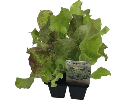 Bataviasalat FloraSelf Bio Letuca Sativa Ø 6 Cm Topf 6 Stk 3 Bataviasalat FloraSelf Bio Letuca Sativa Ø 6 Cm Topf 6 Stk
