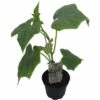 Gurke Veredelt FloraSelf Bio Cucumis Sativa Ø 13 Cm Topf -Hornbach Gartenmarkt DV 8 8554959 01 4c DE 20190417211658