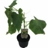 Mini Gurke FloraSelf Bio Cucumis Sativa Ø 13 Cm Topf -Hornbach Gartenmarkt DV 8 8554960 01 4c DE 20190417211658