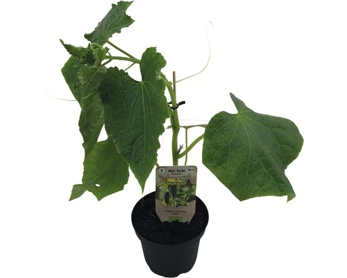 Mini Gurke FloraSelf Bio Cucumis Sativa Ø 13 Cm Topf 3 Mini Gurke FloraSelf Bio Cucumis Sativa Ø 13 Cm Topf