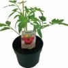 BIO Fleischtomate FloraSelf Ø 13 Cm Topf Versch. Sorten Veredelt 2 BIO Fleischtomate FloraSelf Ø 13 Cm Topf Versch. Sorten Veredelt -Hornbach Gartenmarkt DV 8 8554962 01 4c DE 20190417211658