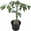 Tomate FloraSelf Bio Lycopersicum Esculentum Var. Esculentum 'Berner Rose' Ø 11 Cm Topf -Hornbach Gartenmarkt DV 8 8554983 01 4c DE 20190628051651