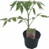 Ochsenherztomate FloraSelf Bio Lycopersicum Esculentum Var. Esculentum 'Ochsenherz' Ø 11 Cm Topf -Hornbach Gartenmarkt DV 8 8554984 01 4c DE 20190628051651