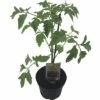 Tomate FloraSelf Bio Lycopersicum Esculentum Var. Esculentum 'Rote Russische' Ø 11 Cm Topf -Hornbach Gartenmarkt DV 8 8554986 01 4c DE 20190628051651