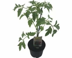 Tomate FloraSelf Bio Lycopersicum Esculentum Var. Esculentum 'Rote Russische' Ø 11 Cm Topf