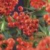 Feuerdorn FloraSelf Pyracantha Coccinea 'Red Column' H 55-70 Cm Co 2,5 L