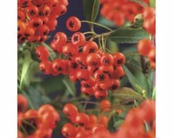 Feuerdorn FloraSelf Pyracantha Coccinea 'Red Column' H 55-70 Cm Co 2,5 L