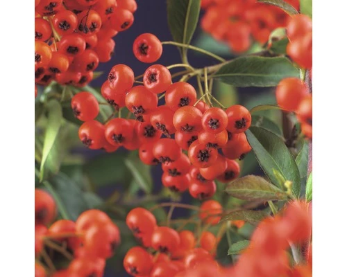 Feuerdorn FloraSelf Pyracantha Coccinea 'Red Column' H 55-70 Cm Co 2,5 L 3 Feuerdorn FloraSelf Pyracantha Coccinea 'Red Column' H 55-70 Cm Co 2,5 L