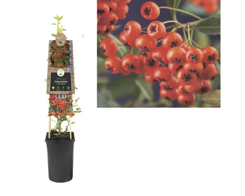 Feuerdorn FloraSelf Pyracantha Coccinea 'Red Column' H 55-70 Cm Co 2,5 L 4 Feuerdorn FloraSelf Pyracantha Coccinea 'Red Column' H 55-70 Cm Co 2,5 L – Bild 2