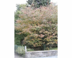 Kupfer-Felsenbirne FloraSelf Amelanchier Lamarckii H 50-60 Cm Co 4 L -Hornbach Gartenmarkt DV 8 8558802 03 4c DE 20220718084759