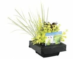 Teichpflanzen Set Für Miniteich FloraSelf 18x18 Cm Korb Inkl. Treibring -Hornbach Gartenmarkt DV 8 8566663 04 4c DE 20210706104758