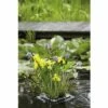 Teichpflanzen Set Für Miniteich FloraSelf 18x18 Cm Korb Inkl. Treibring -Hornbach Gartenmarkt DV 8 8566663 06 4c DE 20210706104758