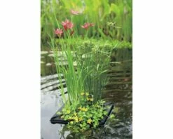 Teichpflanzen Set Für Miniteich FloraSelf 18x18 Cm Korb Inkl. Treibring -Hornbach Gartenmarkt DV 8 8566663 07 4c DE 20210706104758