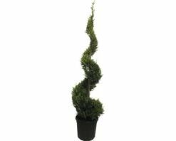 Gelbe Leyland-Zypresse FloraSelf Cupressocyparis Leylandii 'Castlewellan Gold' Spirale H 175-200 Cm Co 30L