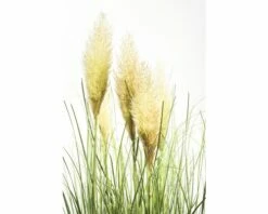 Pampasgras FloraSelf Cortaderia Selloana 'Evita' H 15-80 Cm Co 6 L -Hornbach Gartenmarkt DV 8 8595171 01 4c DE 20210113091758 1