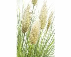 Pampasgras FloraSelf Cortaderia Selloana 'Evita' H 15-80 Cm Co 3 L -Hornbach Gartenmarkt DV 8 8595171 02 4c DE 20180305170341