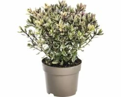 Strauchveronika FloraSelf Hebe-Cultivars 'Addenda' Ø 17 Cm Topf Zufällige Sortenauswahl -Hornbach Gartenmarkt DV 8 8656580 18 4c DE 20180831051654