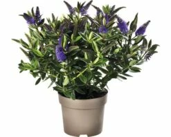 Strauchveronika FloraSelf Hebe-Cultivars 'Addenda' Ø 17 Cm Topf Zufällige Sortenauswahl -Hornbach Gartenmarkt DV 8 8656580 20 4c DE 20180831051654