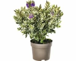 Strauchveronika FloraSelf Hebe-Cultivars 'Addenda' Ø 17 Cm Topf Zufällige Sortenauswahl -Hornbach Gartenmarkt DV 8 8656580 23 4c DE 20180831051654
