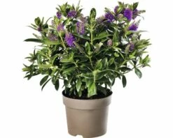 Strauchveronika FloraSelf Hebe-Cultivars 'Addenda' Ø 17 Cm Topf Zufällige Sortenauswahl -Hornbach Gartenmarkt DV 8 8656580 24 4c DE 20180831051654