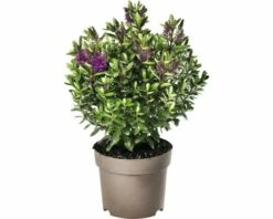 Strauchveronika FloraSelf Hebe-Cultivars 'Addenda' Ø 17 Cm Topf Zufällige Sortenauswahl -Hornbach Gartenmarkt DV 8 8656580 25 4c DE 20180831051654