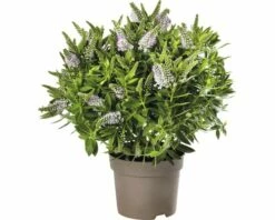Strauchveronika FloraSelf Hebe-Cultivars 'Addenda' Ø 17 Cm Topf Zufällige Sortenauswahl -Hornbach Gartenmarkt DV 8 8656580 26 4c DE 20180831051654