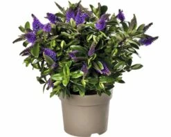 Strauchveronika FloraSelf Hebe-Cultivars 'Addenda' Ø 17 Cm Topf Zufällige Sortenauswahl -Hornbach Gartenmarkt DV 8 8656580 27 4c DE 20180831051654