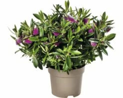 Strauchveronika FloraSelf Hebe-Cultivars 'Addenda' Ø 17 Cm Topf Zufällige Sortenauswahl -Hornbach Gartenmarkt DV 8 8656580 29 4c DE 20180831051654