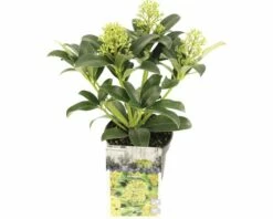 Japanische Blütenskimmie FloraSelf Skimmia Japonica 'Fragrant Cloud' H 15-20 Cm Co 0,5 L (5 Stk.)