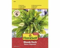 Blutampfer 'Bloody Dock' FloraSelf Samenfestes Saatgut Salatsamen