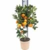 Orange FloraSelf Citrus Calamondin H 60-70 Cm Ø 19 Cm Topf -Hornbach Gartenmarkt DV 8 8707210 02 4c DE 20190122051659